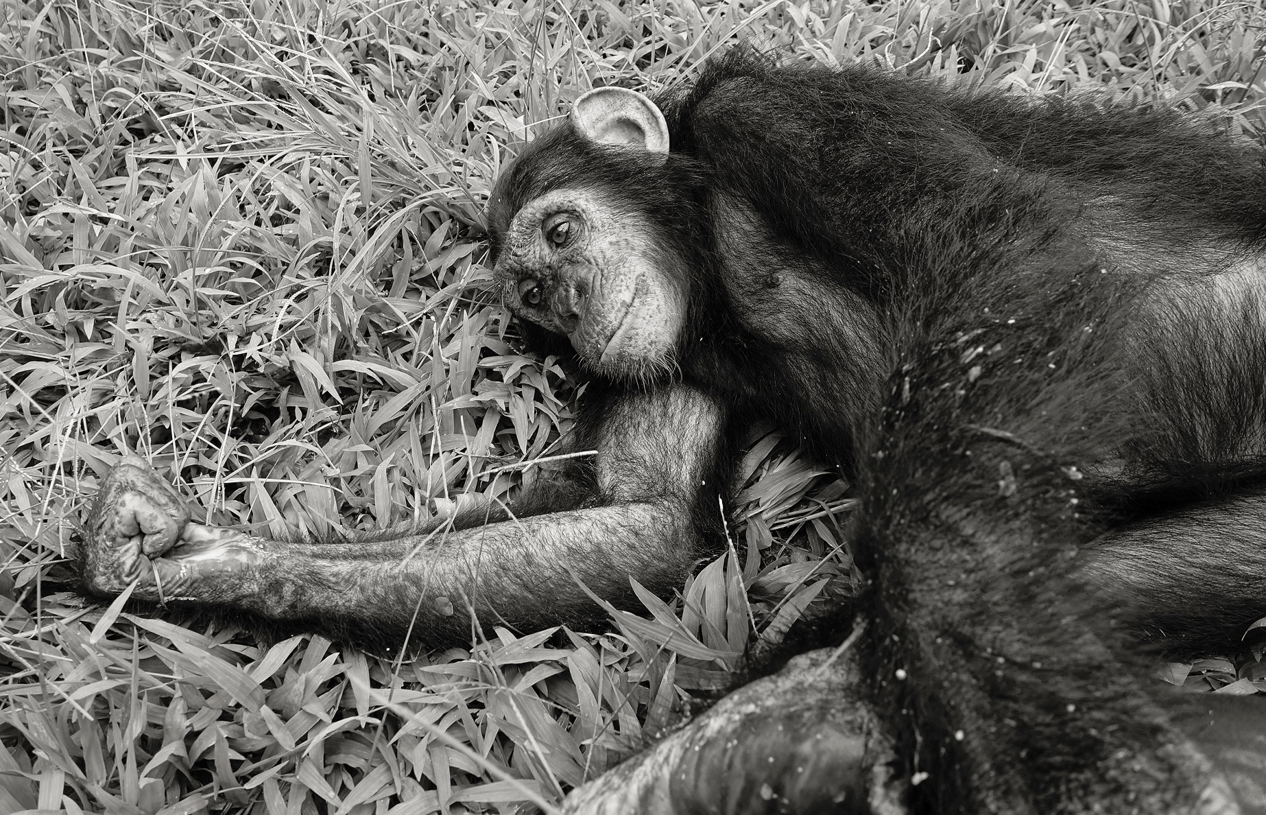 A young chimpanzee lies in the grass with an arm stretched out and head rest on its shoulder