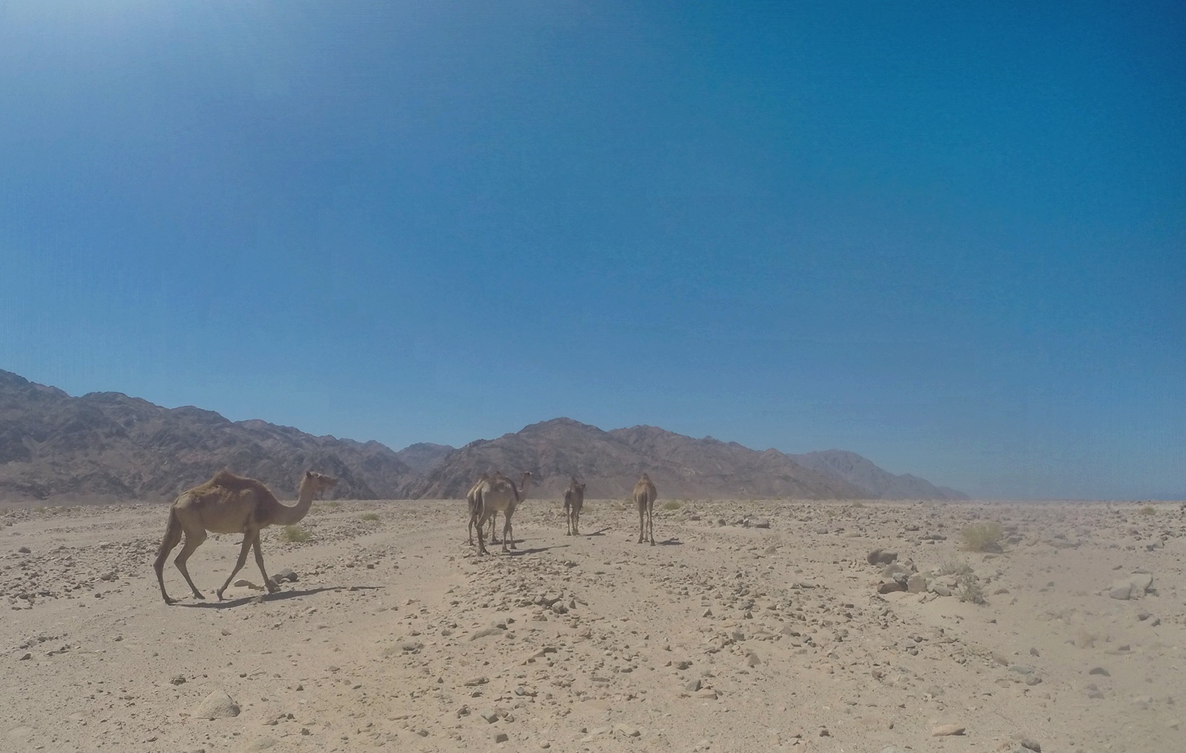 A wide angle view of three camels walking away in the desert with mountains in the background