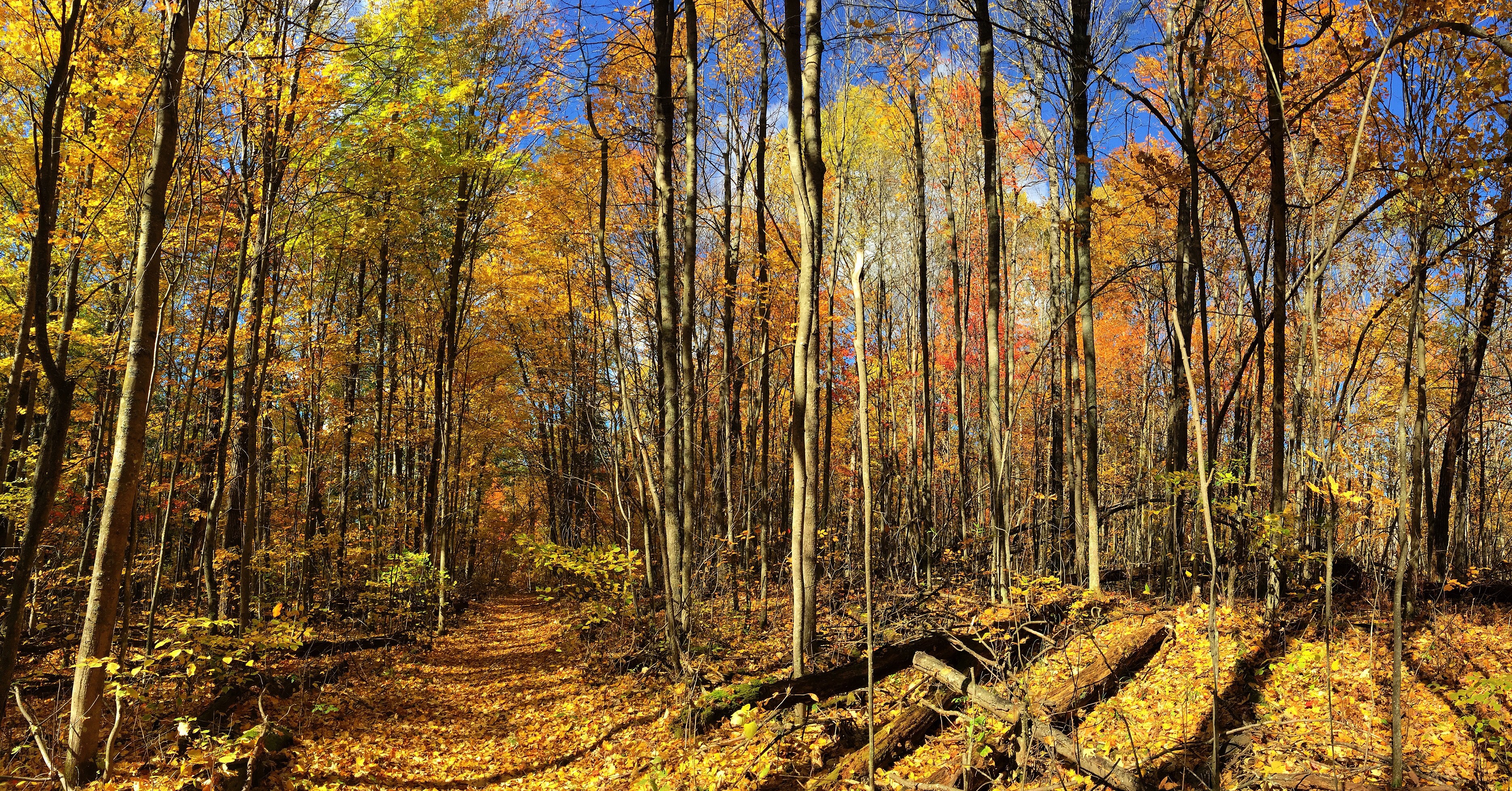 A trail through the woods covered with yellow fall leaves