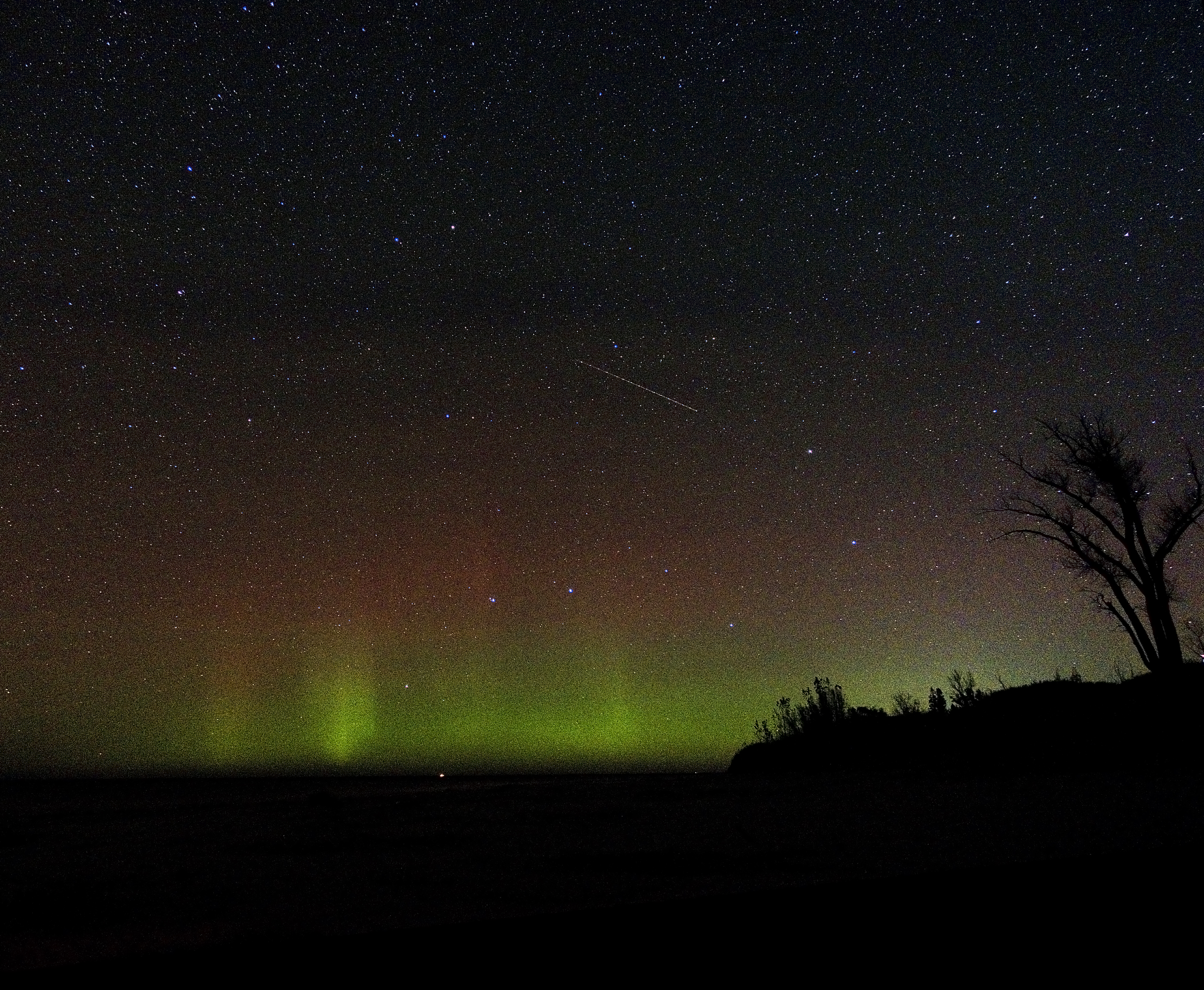 Green aurora borealis under a starry sky with a tree silhouetted on the right