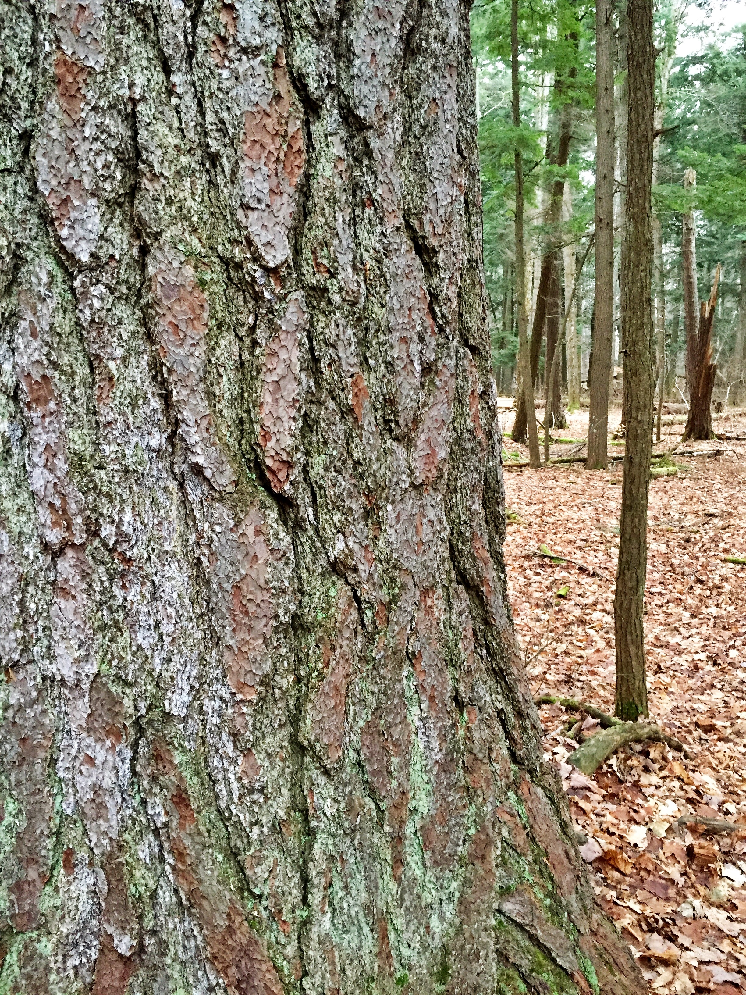 A close up of the bark of a white pine tree with some lichen