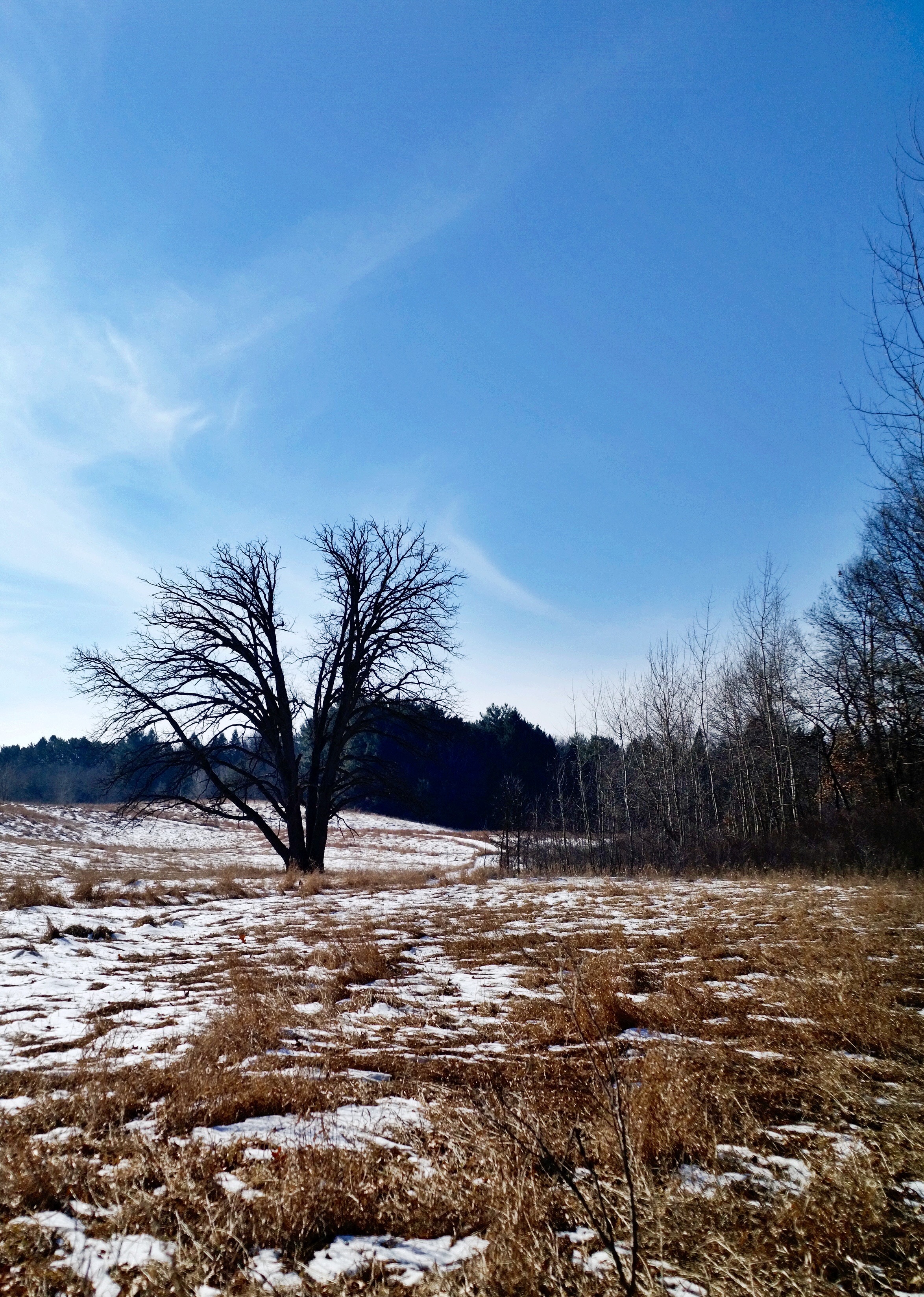 A bare tree standing in a field of brown grass partially covered with snow under a blue sky