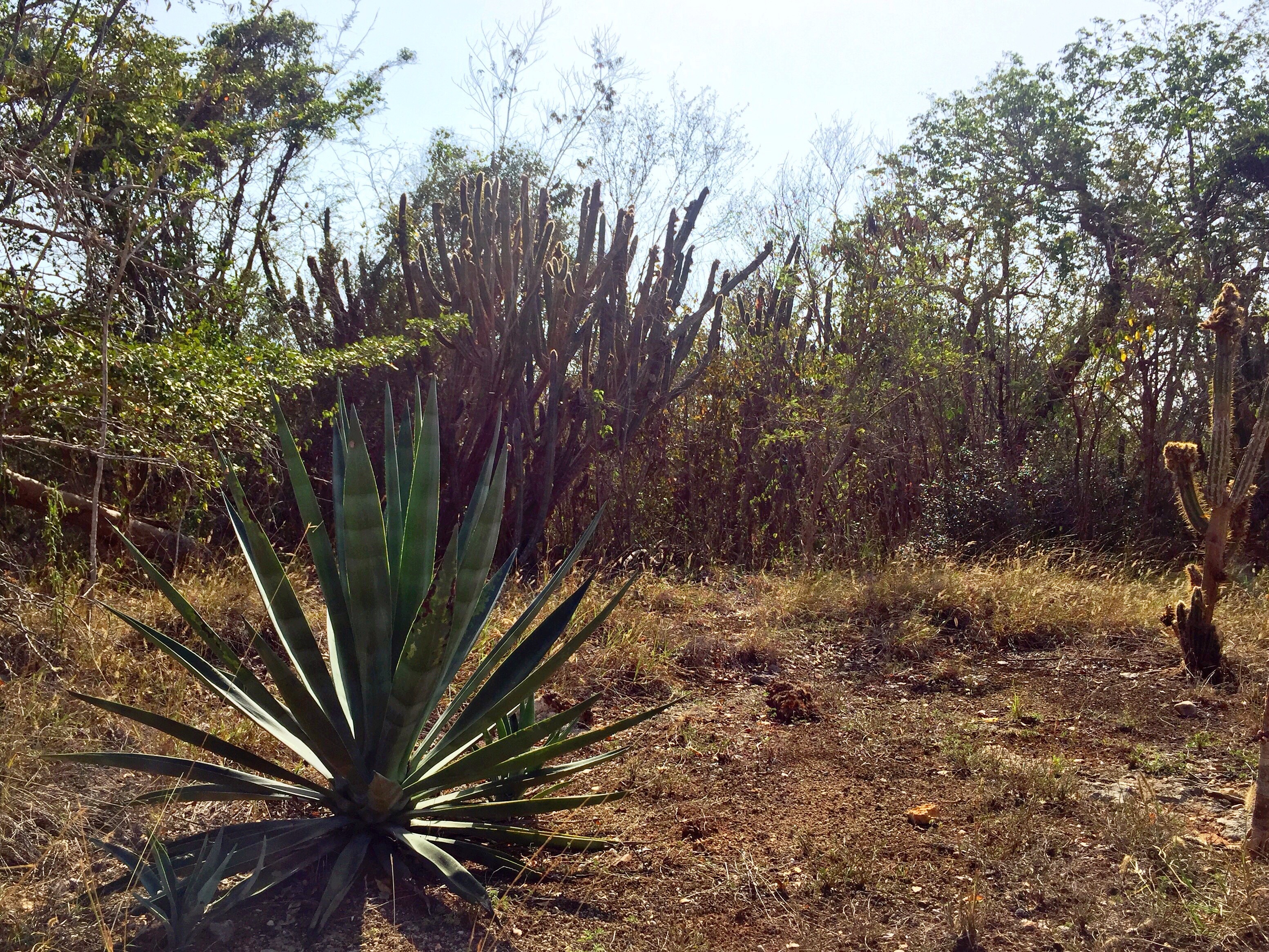 A scene of dry forest plants with a short bush in the foreground