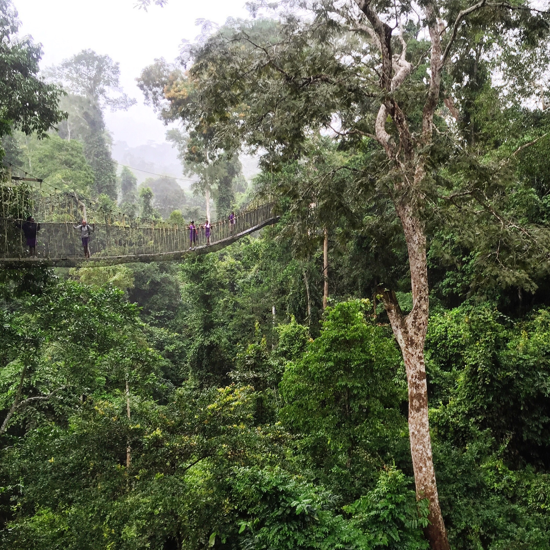 a bridge suspended in the canopy of the trees